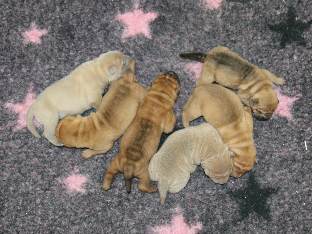 du Bouquet d'Epices - Shar Pei - Portée née le 14/06/2026