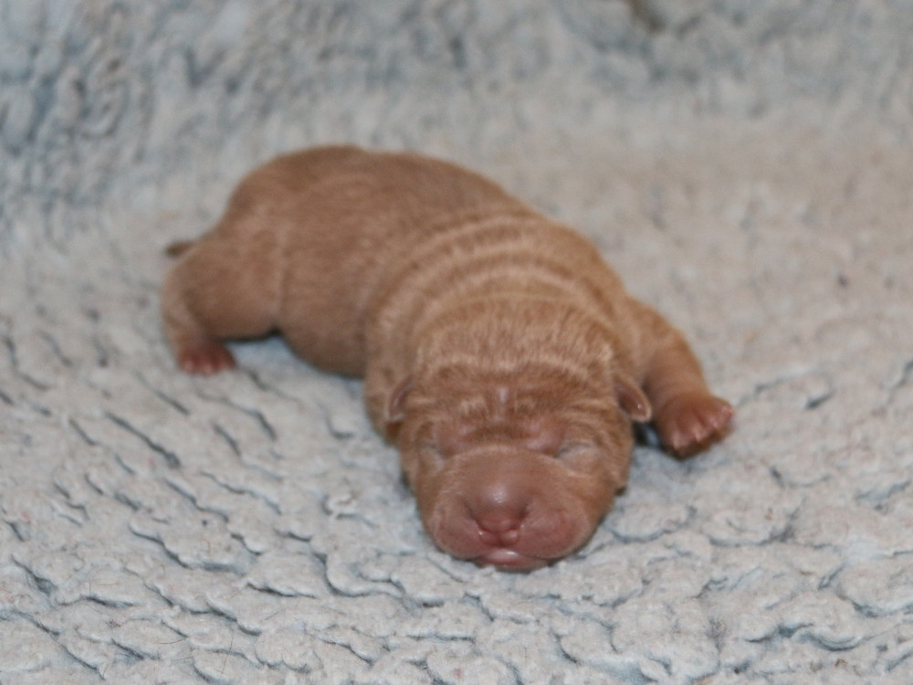 du Bouquet d'Epices - Chiots disponibles - Shar Pei