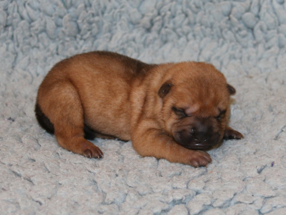 du Bouquet d'Epices - Chiots disponibles - Shar Pei