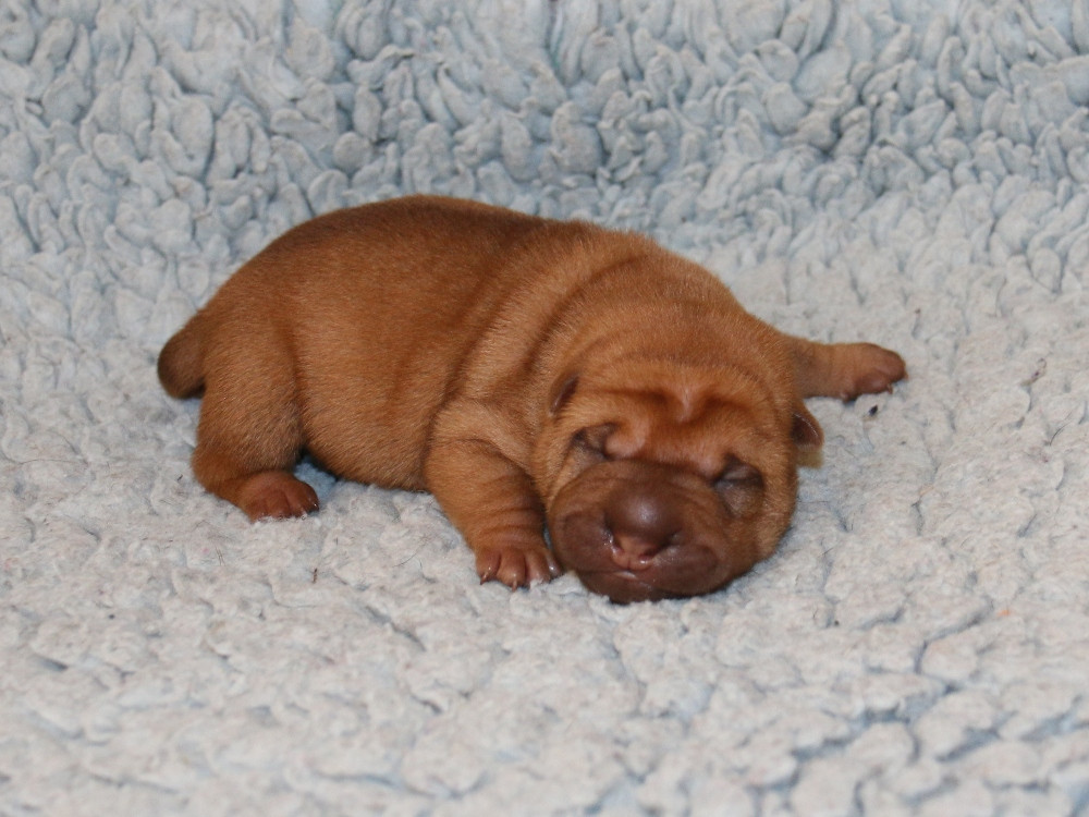 du Bouquet d'Epices - Chiots disponibles - Shar Pei