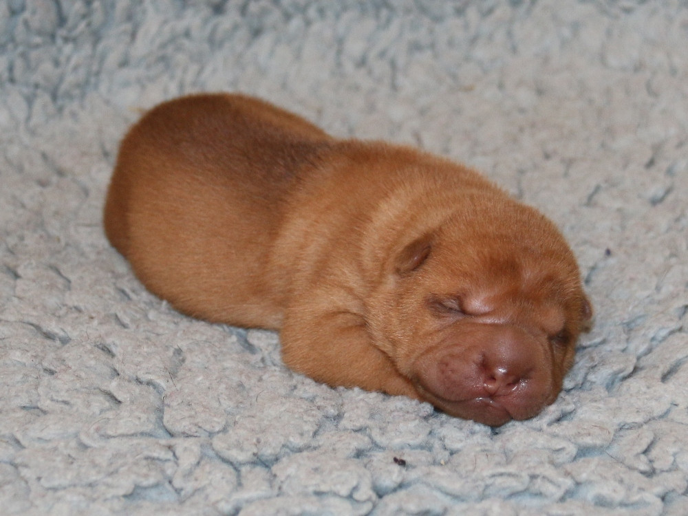 du Bouquet d'Epices - Chiots disponibles - Shar Pei