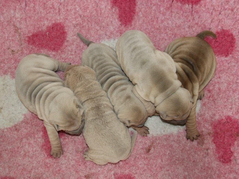 du Bouquet d'Epices - Shar Pei - Portée née le 13/06/2026