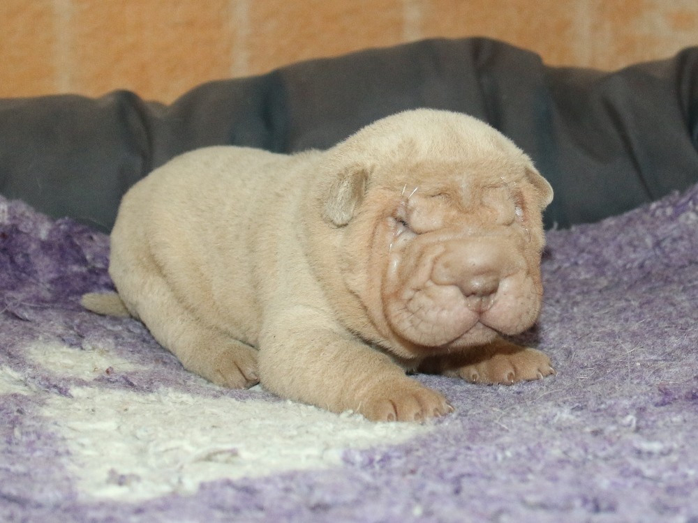 du Bouquet d'Epices - Chiots disponibles - Shar Pei