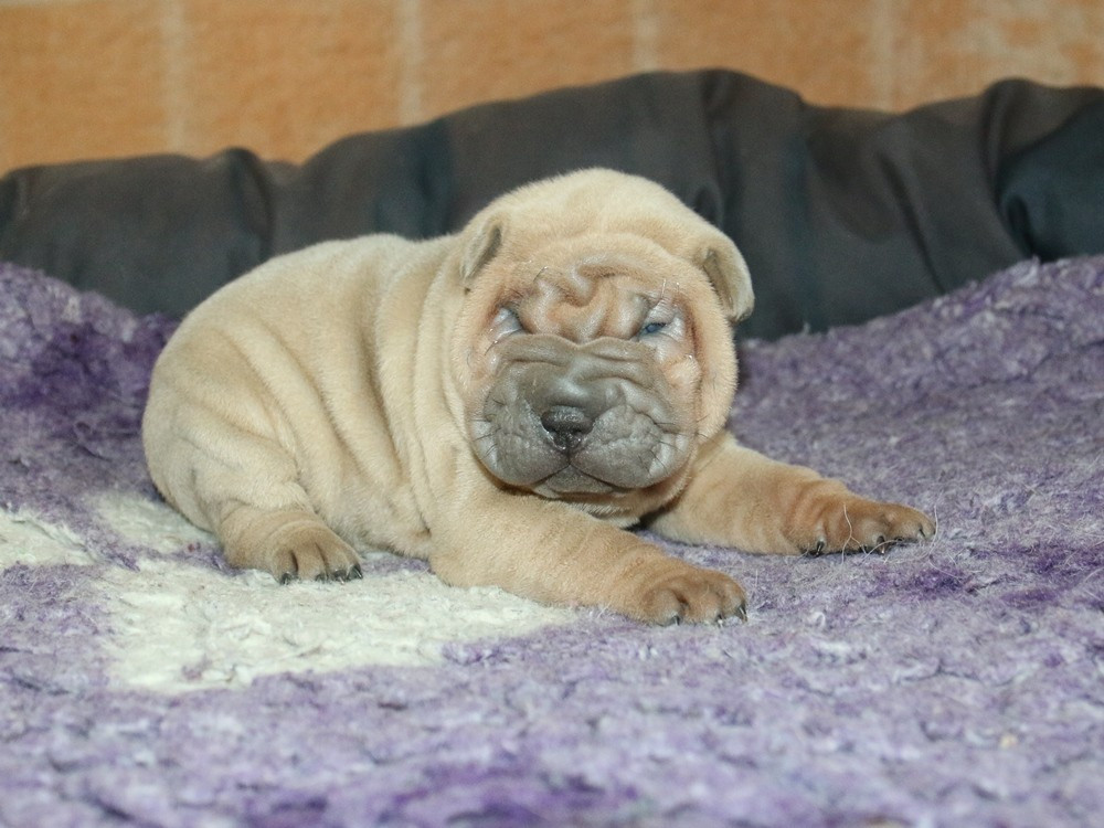 du Bouquet d'Epices - Chiots disponibles - Shar Pei