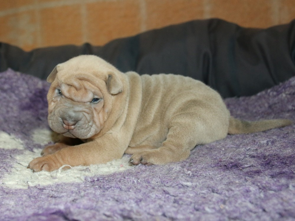 du Bouquet d'Epices - Chiots disponibles - Shar Pei