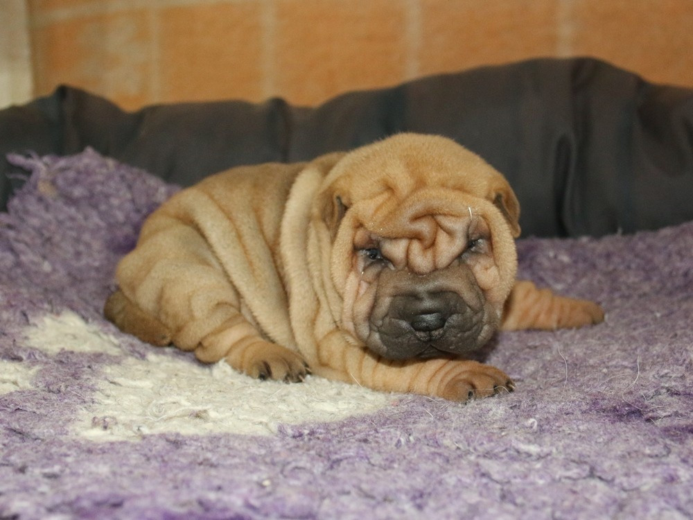 du Bouquet d'Epices - Chiots disponibles - Shar Pei
