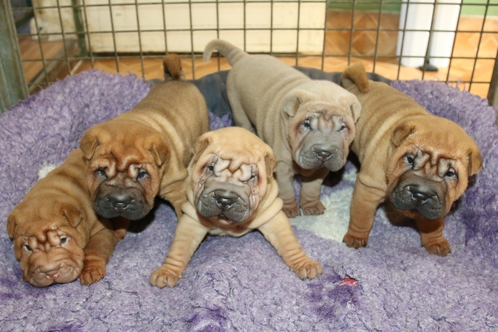 du Bouquet d'Epices - Shar Pei - Portée née le 03/06/2026