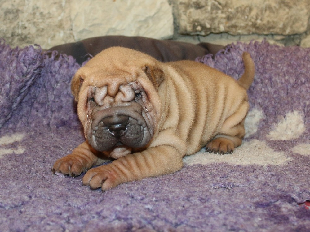 du Bouquet d'Epices - Chiots disponibles - Shar Pei