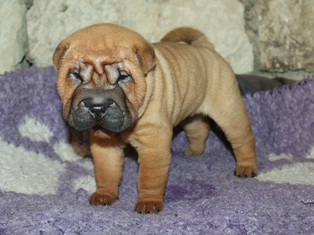 du Bouquet d'Epices - Chiots disponibles - Shar Pei
