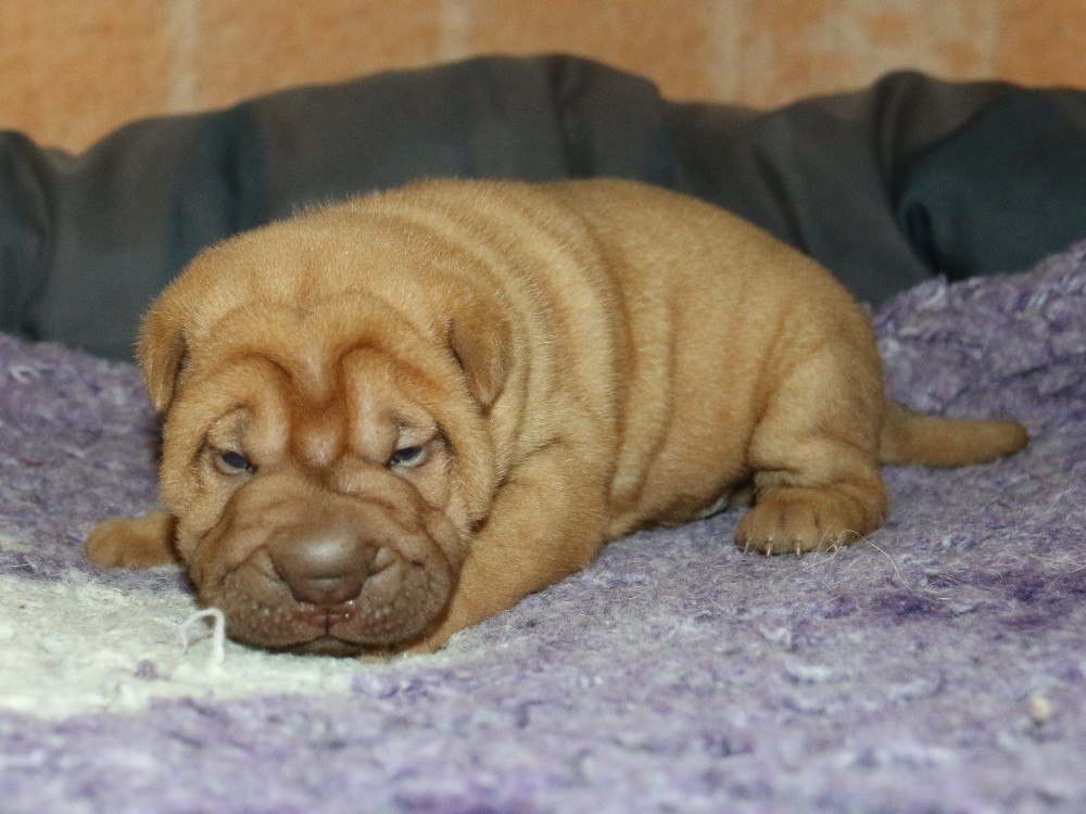 du Bouquet d'Epices - Chiots disponibles - Shar Pei