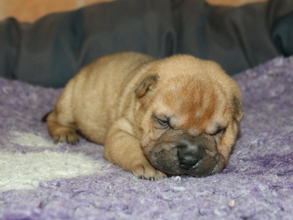 du Bouquet d'Epices - Chiots disponibles - Shar Pei