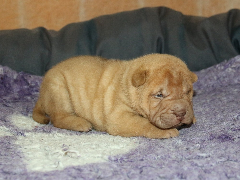 du Bouquet d'Epices - Chiots disponibles - Shar Pei