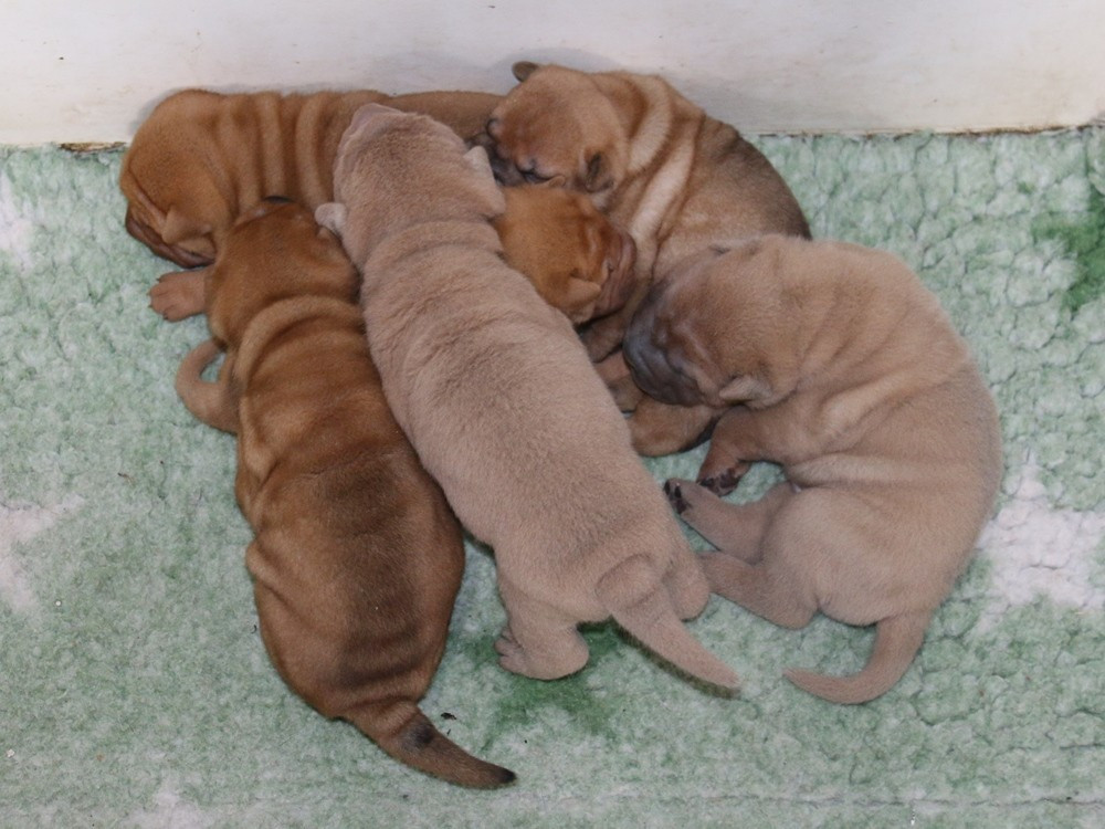 du Bouquet d'Epices - Shar Pei - Portée née le 14/06/2026