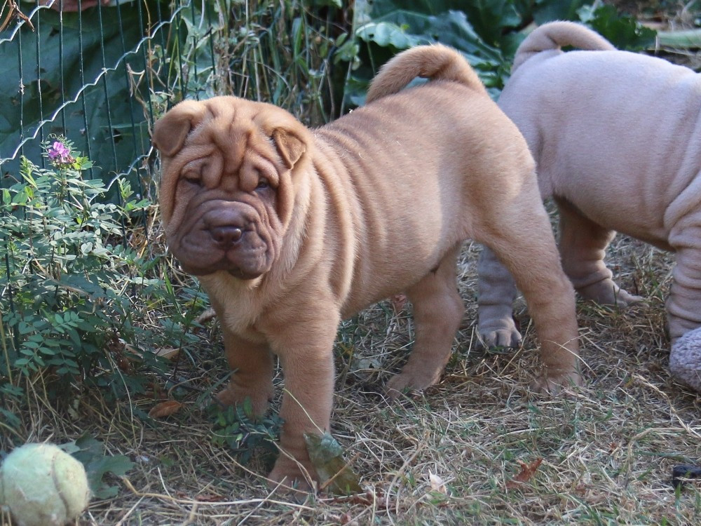 du Bouquet d'Epices - Chiots disponibles - Shar Pei