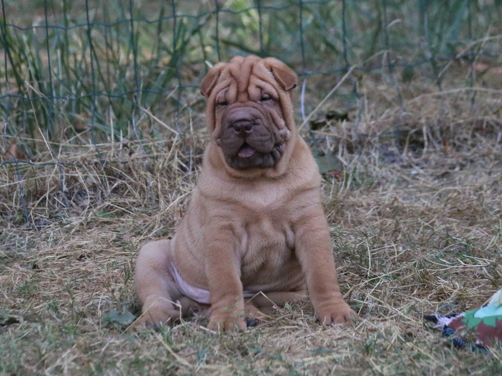 du Bouquet d'Epices - Shar Pei - Portée née le 14/06/2026