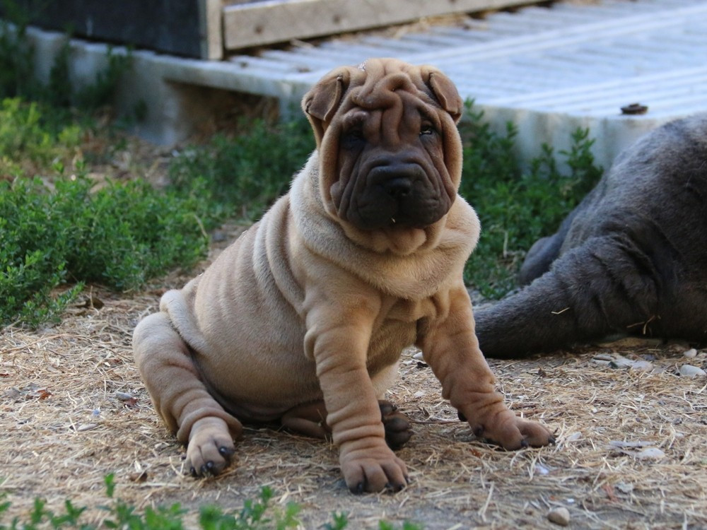 du Bouquet d'Epices - Chiots disponibles - Shar Pei