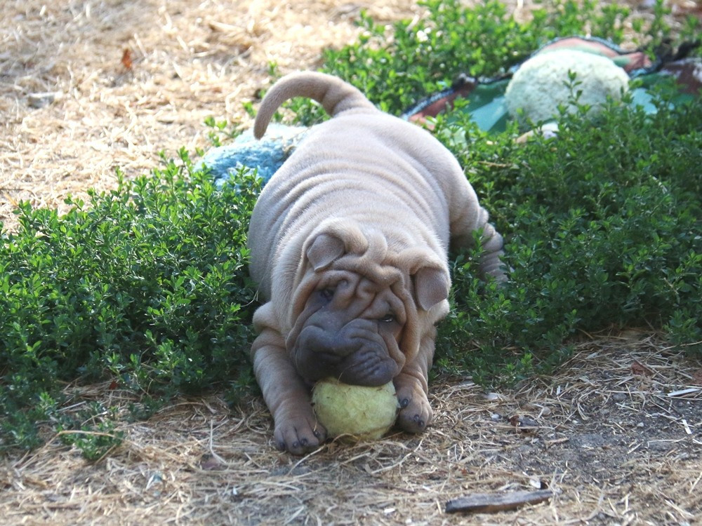 du Bouquet d'Epices - Chiots disponibles - Shar Pei