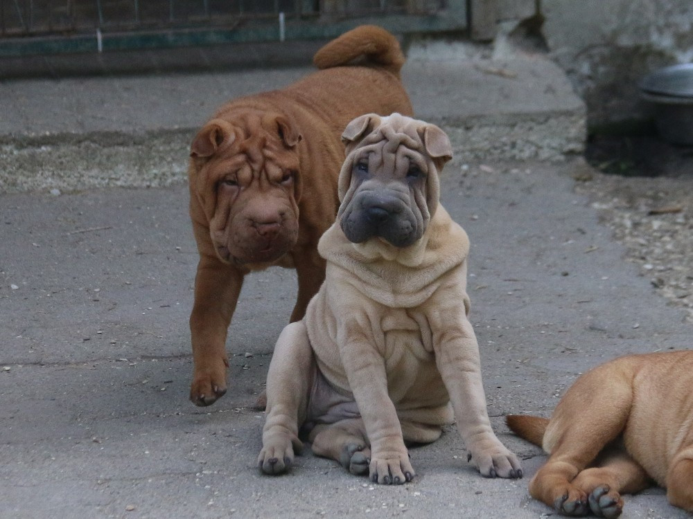 du Bouquet d'Epices - Chiots disponibles - Shar Pei