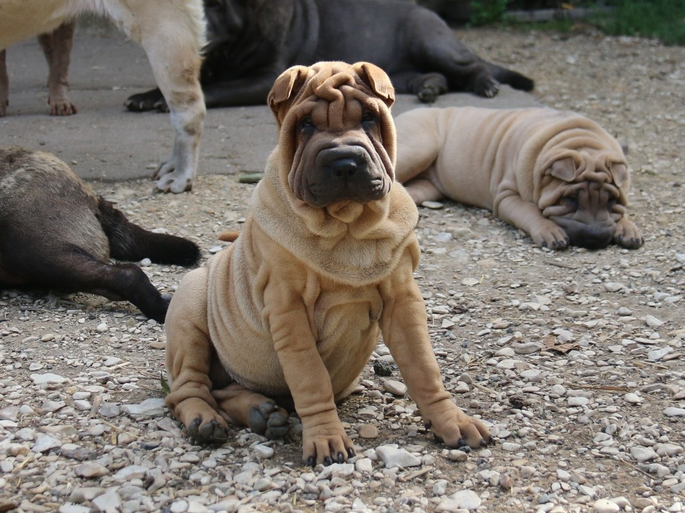 du Bouquet d'Epices - Chiots disponibles - Shar Pei