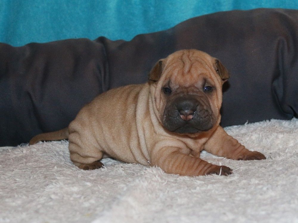 du Bouquet d'Epices - Chiots disponibles - Shar Pei
