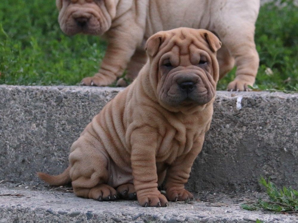 du Bouquet d'Epices - Chiots disponibles - Shar Pei