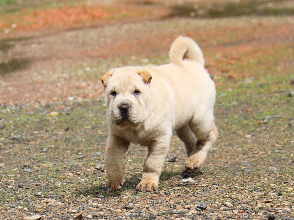 Chiot Shar Pei du Bouquet d'Epices