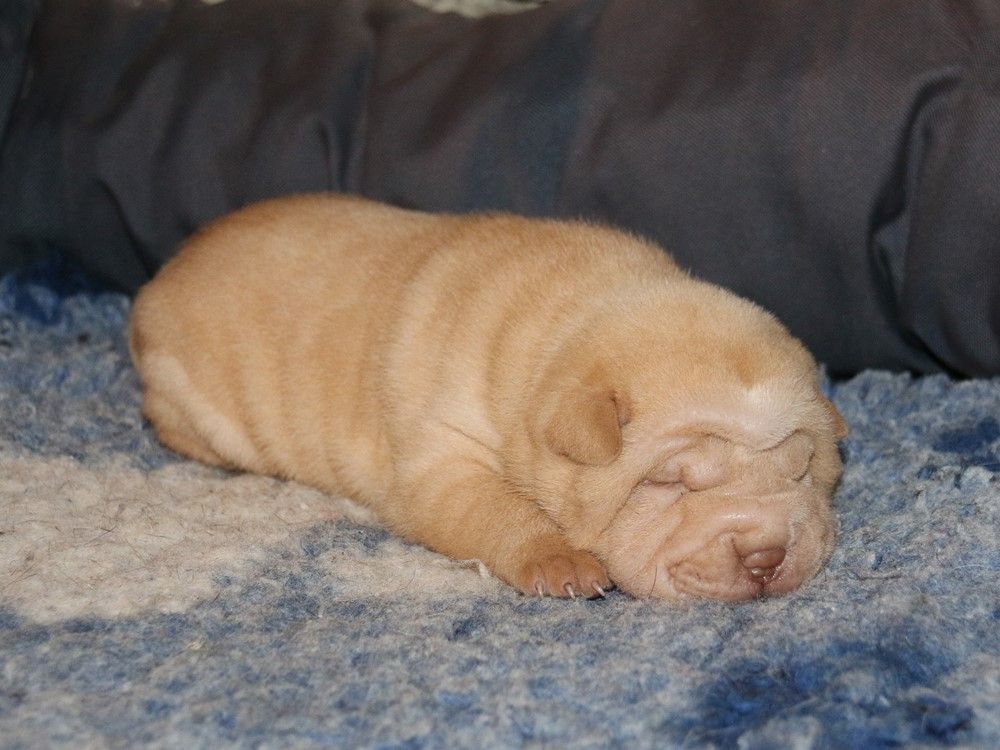 du Bouquet d'Epices - Chiots disponibles - Shar Pei