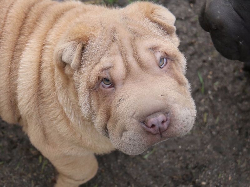 Chiot Shar Pei du Bouquet d'Epices