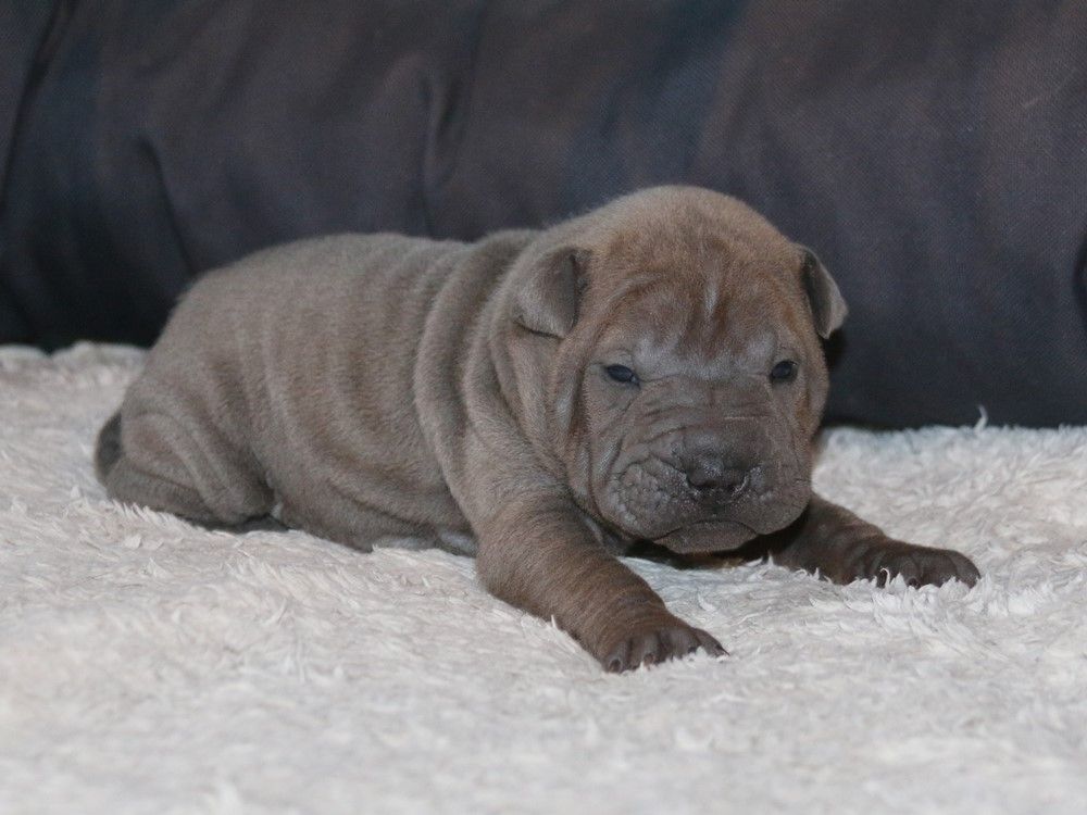 du Bouquet d'Epices - Shar Pei - Portée née le 16/09/2025