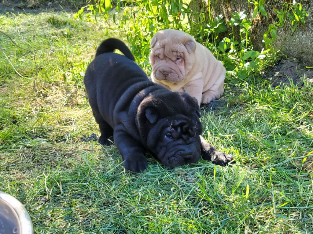 du Bouquet d'Epices - Chiots disponibles - Shar Pei