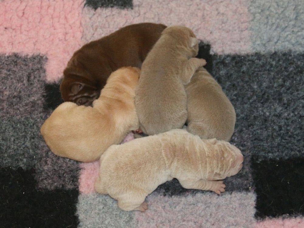 du Bouquet d'Epices - Shar Pei - Portée née le 02/10/2025