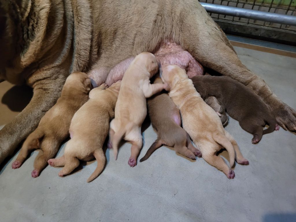 du Bouquet d'Epices - Shar Pei - Portée née le 11/06/2025