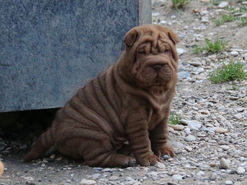 Chiot Shar Pei du Bouquet d'Epices