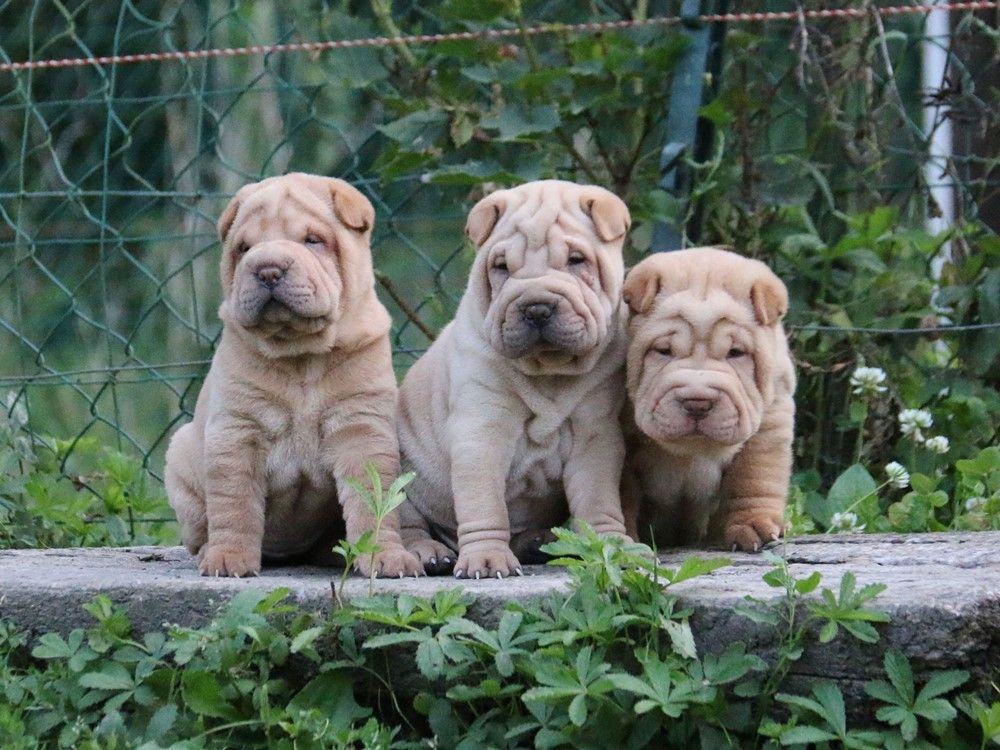 Chiot Shar Pei du Bouquet d'Epices
