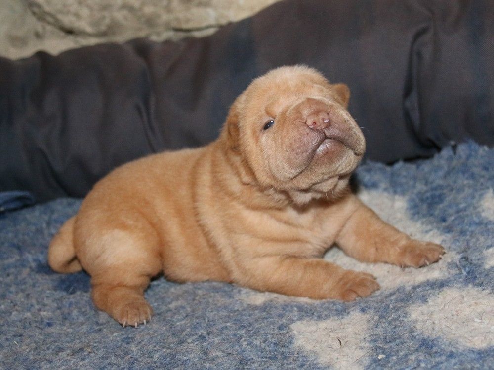 du Bouquet d'Epices - Chiots disponibles - Shar Pei
