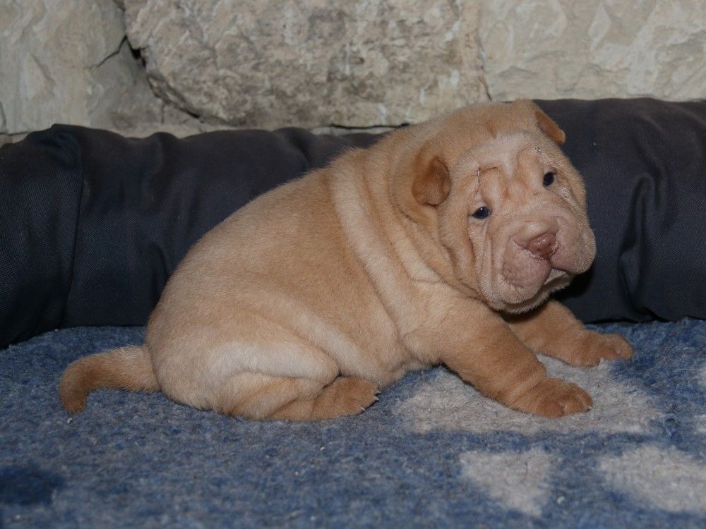 du Bouquet d'Epices - Chiots disponibles - Shar Pei
