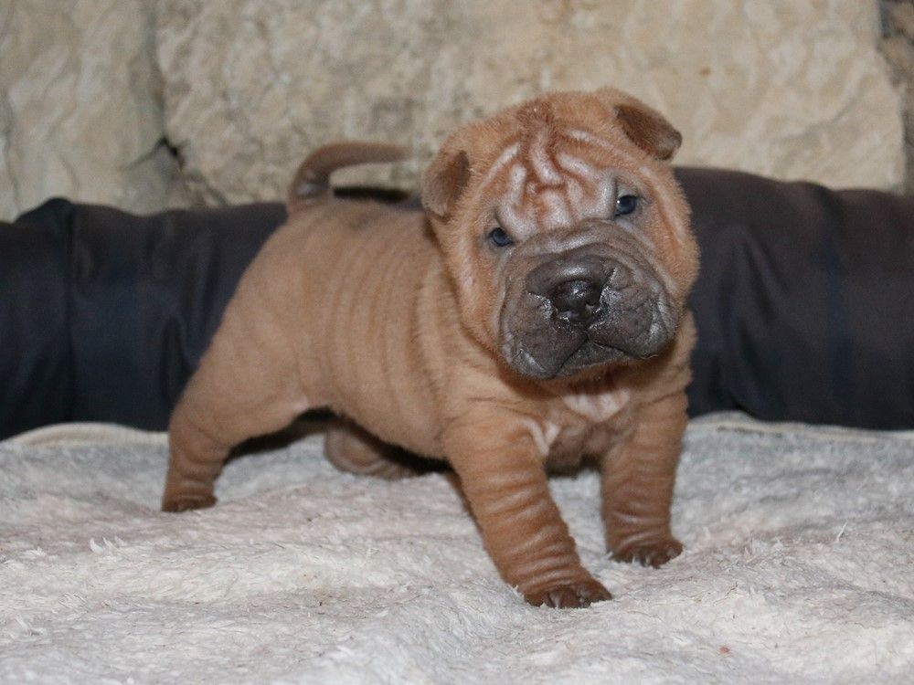du Bouquet d'Epices - Chiots disponibles - Shar Pei