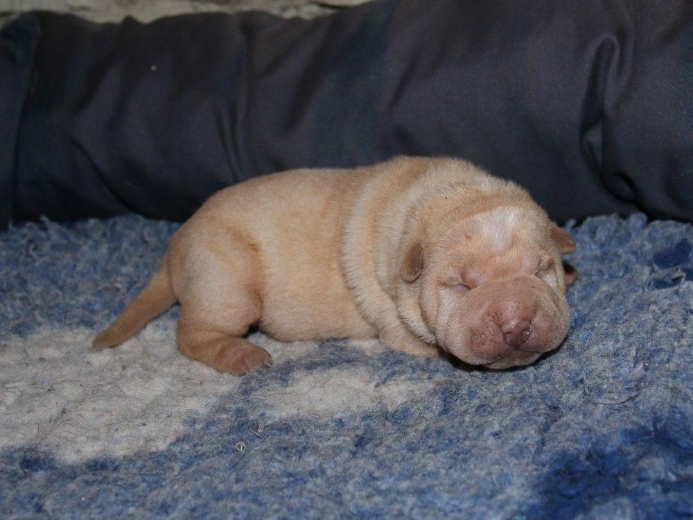 du Bouquet d'Epices - Chiots disponibles - Shar Pei