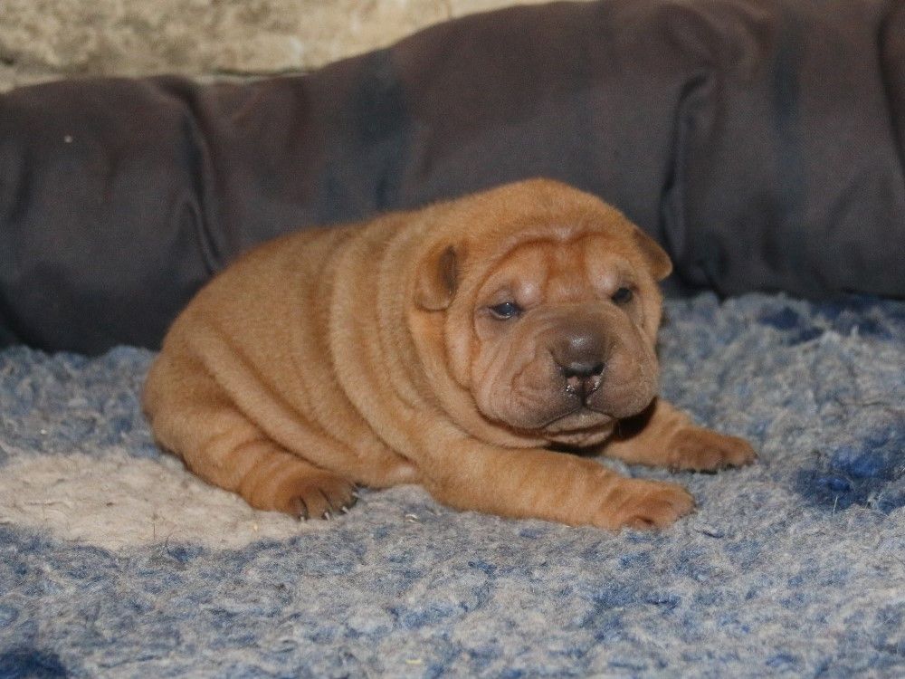 du Bouquet d'Epices - Chiots disponibles - Shar Pei
