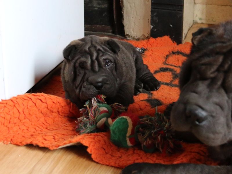 Chiot Shar Pei du Bouquet d'Epices
