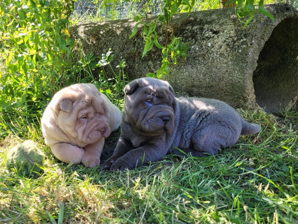 Chiot Shar Pei du Bouquet d'Epices