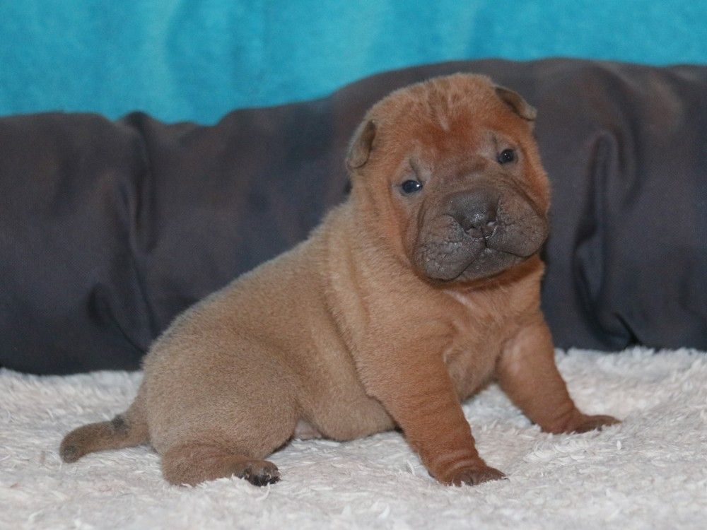 du Bouquet d'Epices - Chiots disponibles - Shar Pei