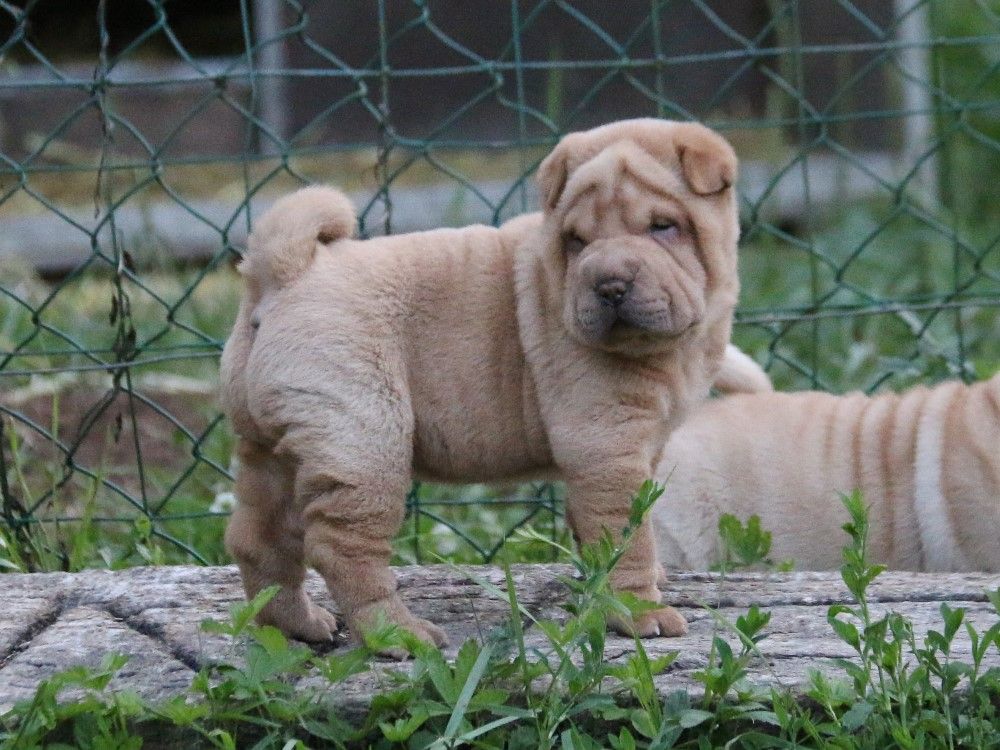 du Bouquet d'Epices - Chiots disponibles - Shar Pei