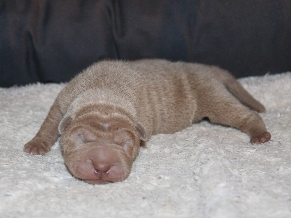 du Bouquet d'Epices - Chiots disponibles - Shar Pei