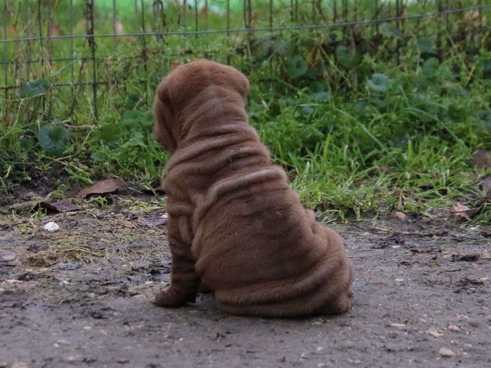 Chiot Shar Pei du Bouquet d'Epices
