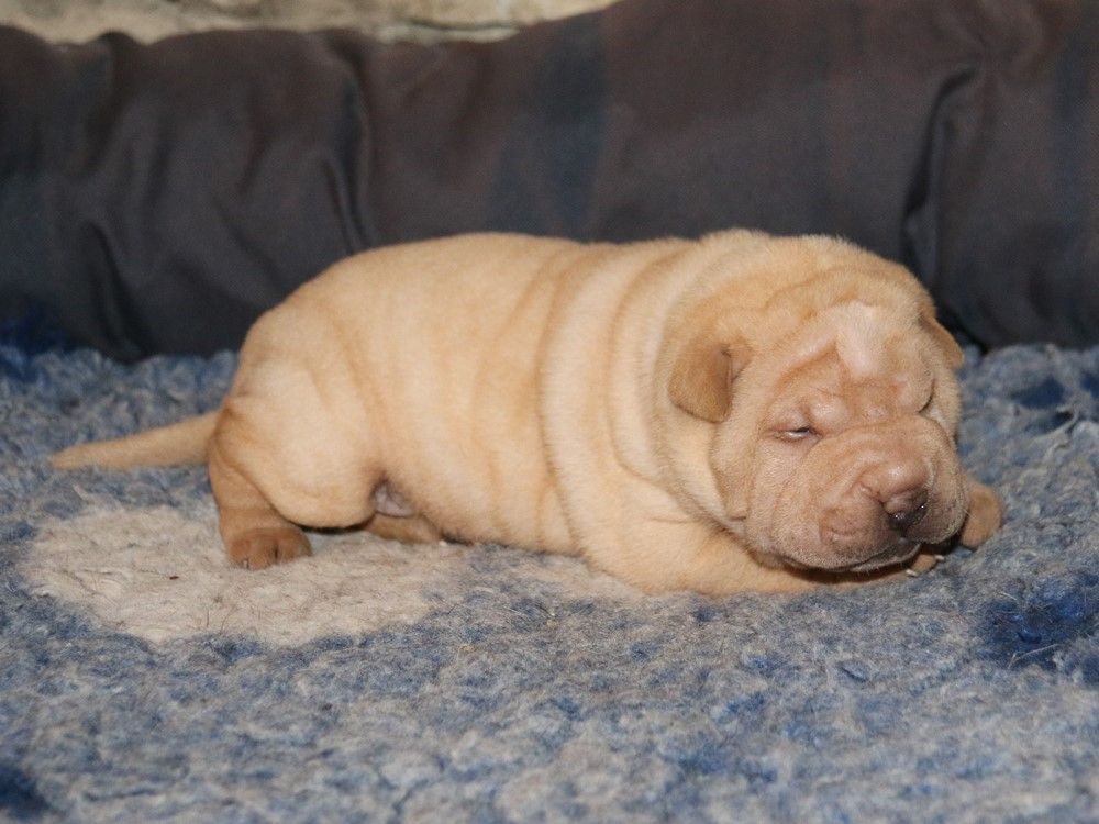 du Bouquet d'Epices - Chiots disponibles - Shar Pei