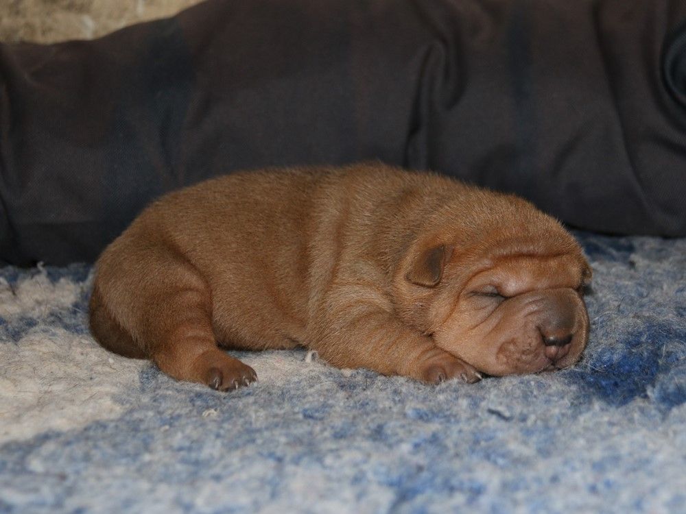 du Bouquet d'Epices - Chiots disponibles - Shar Pei