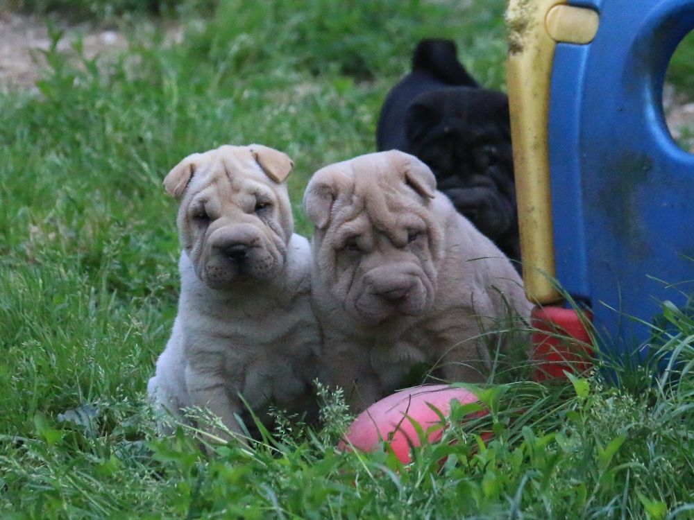 Chiot Shar Pei du Bouquet d'Epices