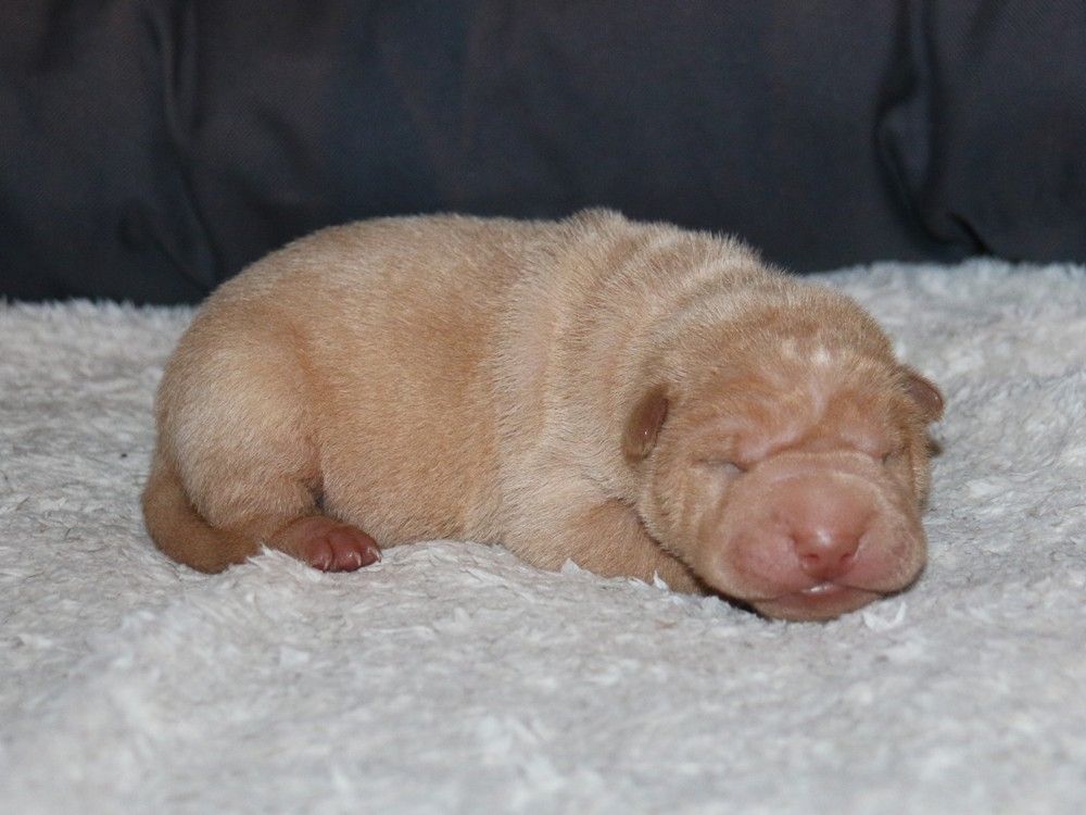 du Bouquet d'Epices - Chiots disponibles - Shar Pei