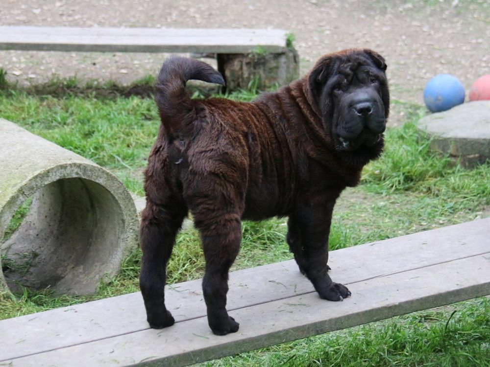 Chiot Shar Pei du Bouquet d'Epices